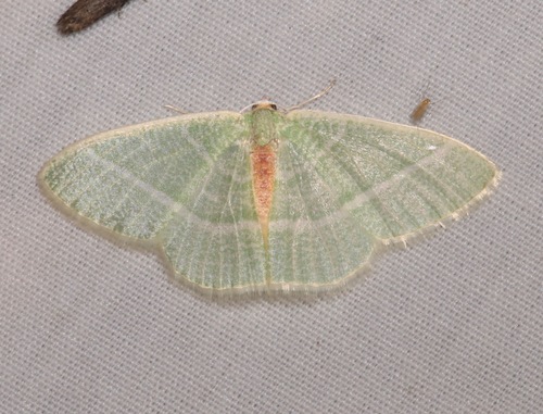 Nemoria arizonaria photo 5