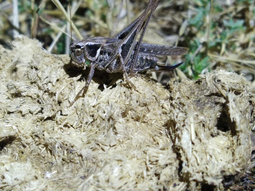Sardinian Grey Bush-cricket