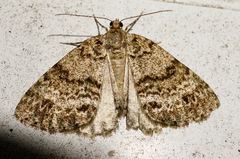 Pseudocoremia indistincta