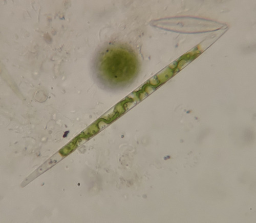 Closterium cornu
