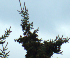 Spinus pinus