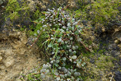 Samolus repens repens