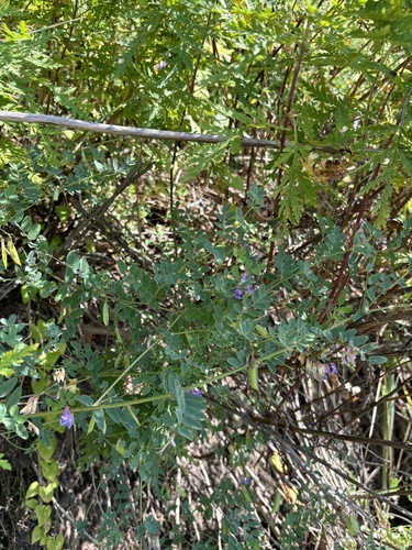 Vicia japonica iNat (2)