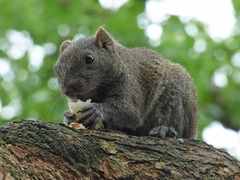 Callosciurus erythraeus