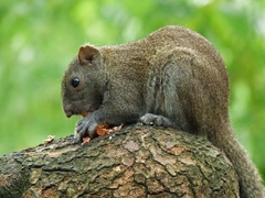 Callosciurus erythraeus