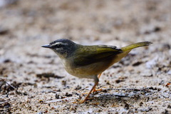 Myiothlypis rivularis