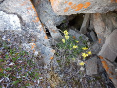 Draba alpina