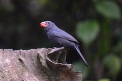 Saltator fuliginosus