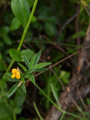 Stylosanthes calcicola observed 2019-11-14