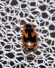 Sarothrocrepis elegans