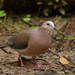 Gray-fronted Dove - Photo (c) Claudia Komesu, some rights reserved (CC BY-NC), uploaded by Claudia Komesu