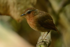 Conopophaga lineata