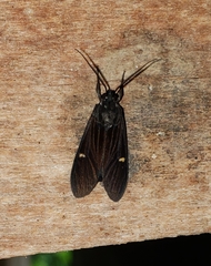 Aclytia