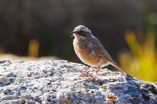 Brown Accentor (Prunella fulvescens), photo 10