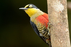 Melanerpes flavifrons