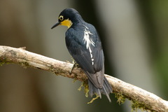 Melanerpes flavifrons