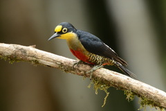 Melanerpes flavifrons