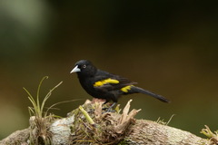 Cacicus chrysopterus