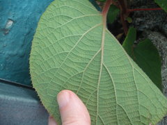 Actinidia