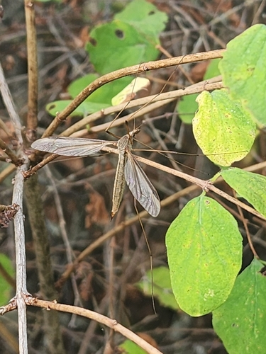 Unknown species found near Victoria, BC V8Z 4X5, Canada