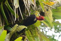 Campephilus robustus