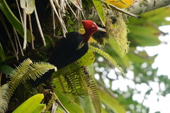 Campephilus robustus