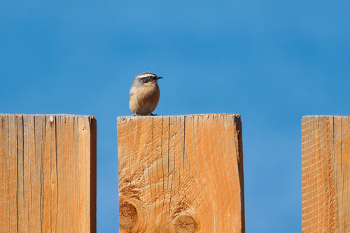 Brown Accentor (Prunella fulvescens), photo 8