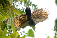 Campephilus robustus