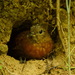 Rufous-breasted Leaftosser - Photo (c) Claudia Komesu, some rights reserved (CC BY-NC), uploaded by Claudia Komesu