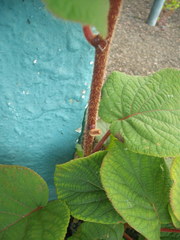 Actinidia