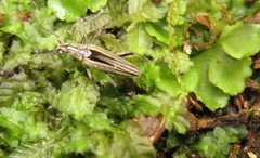 Navomorpha sulcata