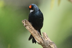 Ruby-Crowned Tanager photo 2