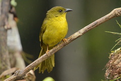 Orthogonys chloricterus