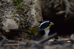 Arremon semitorquatus