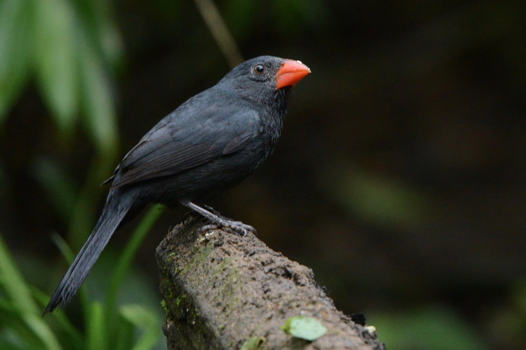 Black-Throated Grosbeak