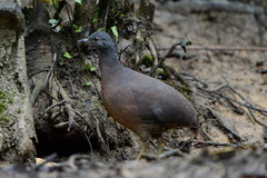Crypturellus obsoletus