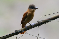 Pachyramphus validus