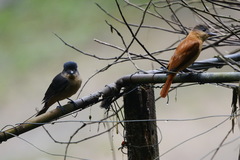 Pachyramphus validus