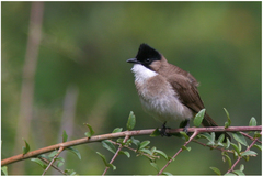 Pycnonotus xanthorrhous