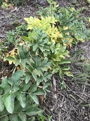 Angelica hendersonii