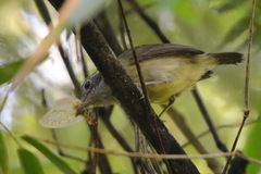 Dysithamnus mentalis