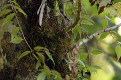 Lepidocolaptes falcinellus