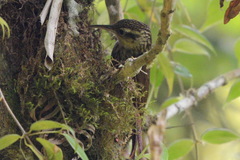 Lepidocolaptes falcinellus