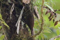 Lepidocolaptes falcinellus