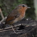 Rufous Gnateater - Photo (c) Claudia Komesu, some rights reserved (CC BY-NC), uploaded by Claudia Komesu