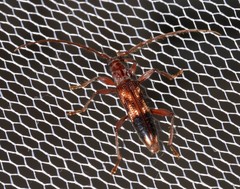 Coptocercus aberrans