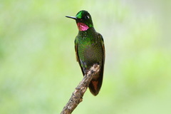 Heliodoxa rubricauda