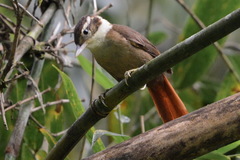 White-Collared Foliage-Gleaner photo 1