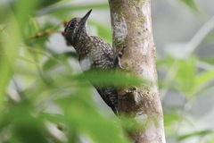 Dryobates spilogaster