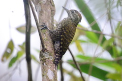 Dryobates spilogaster